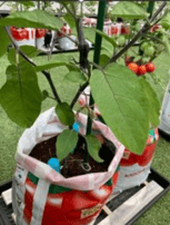 従業員による野菜の栽培