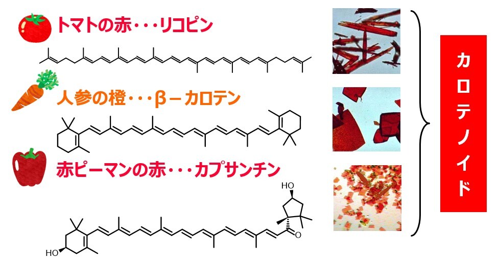 20251106カロテノイド構造式修正(林さん)